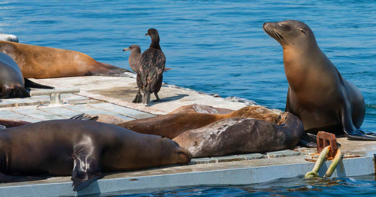 California sea lion, Animals